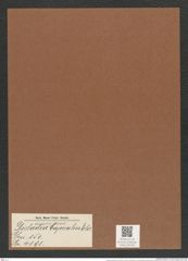 Dicladia capreolus Ehr. (de-Toni-Nr.: Genus 150, Species 4191) Zeichnungen Sammlung Grunow Mappe 04190 (Herbarium_W_Grunow_drawings_Folder_04190)